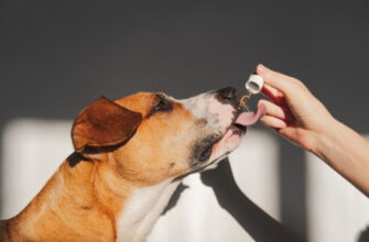 Масло CBD для собак-действие конопляного масла