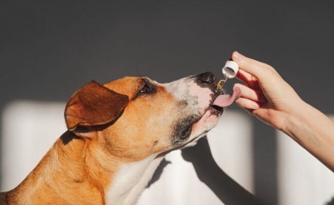 Масло CBD для собак-действие конопляного масла