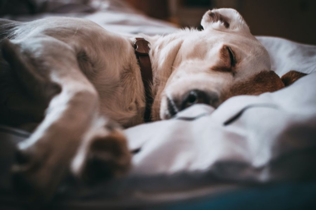 Osowiały pies często śpi i niechętnie reaguje na bodźce z zewnątrz.