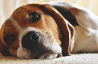 Эпилепсия у собаки-симптомы – причины и лечение