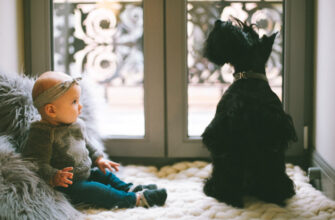 Собака и ребенок: что делать, если в доме появляется ребенок?