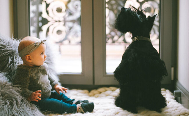 Собака и ребенок: что делать, если в доме появляется ребенок?