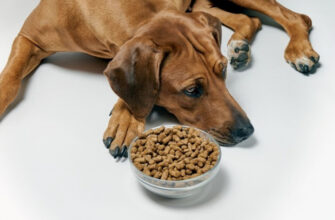 Собака не хочет есть сухой корм – какие могут быть причины?