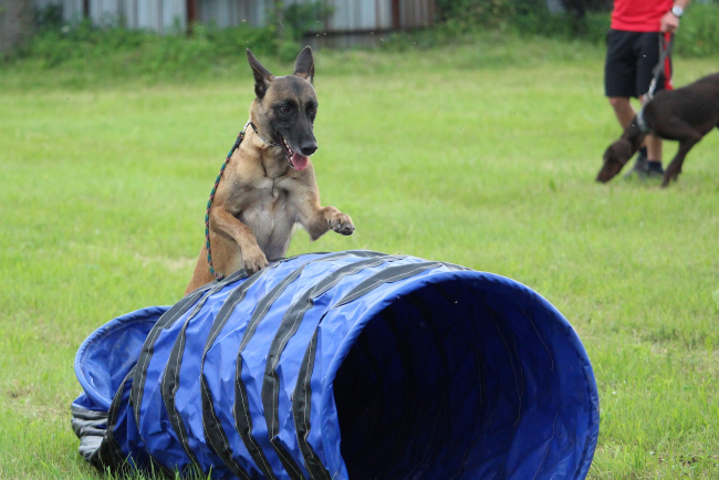Psy, które na placach zabaw zdobywają wysoki poziom sprawności i dobrze radzą sobie z przeszkodami, mogą być dobrymi kandydatami do zawodów agility.