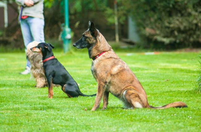 Psia szkoła posłuszeństwa. Cztery psy uczą się warowania siedząc.