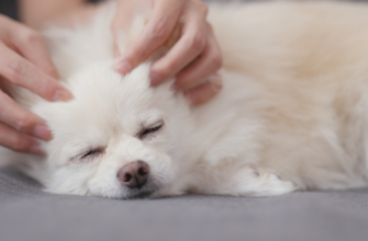 Основы физиотерапии собак – познакомьтесь с расслабляющим и успокаивающим массажем для собаки
