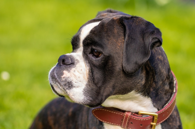 Boxer należy do ras psów brachycefalicznych. Szczególnie należy go chronić przed zbyt wysokimi temperaturami.
