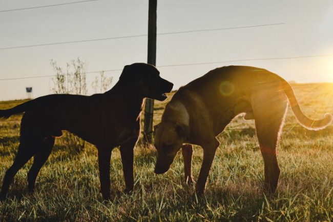 Dwa psy bawiące się o zachodzie słońca.