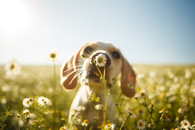 Alergie u psa mogą objawić się np. podczas wąchania stokrotek na łące. W czasie nadmiernego wąchania pies może kichać.