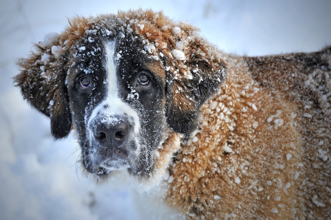 Bernardyn cały umazany w śniegu. Gruba i gęsta sierść chroni psa przed zimnem, ale i nadmiernym ciepłem.
