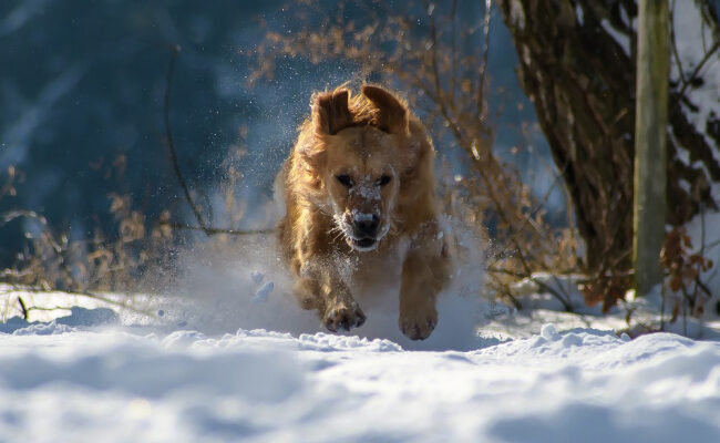 Прогулки с собакой зимой: Как обеспечить его безопасность?