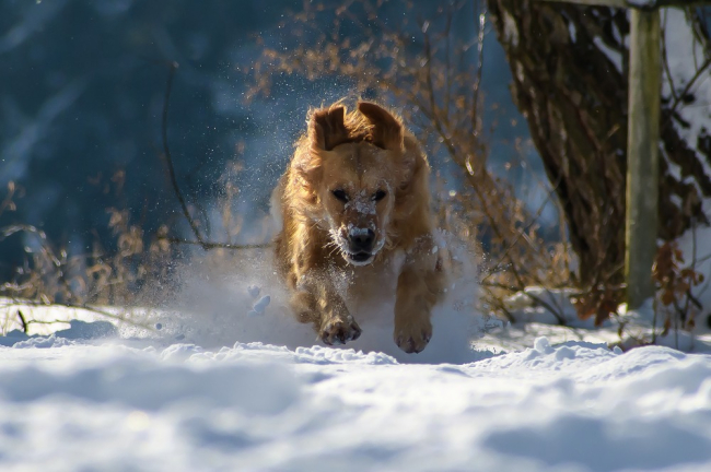 Golden retriever biegnie pośród śniegu. Dla Goldena krótkotrwałe wystawienie na mróz nie jest straszne.