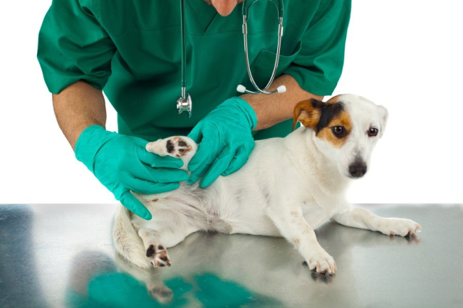 Kastracja psa to zabieg wykonywany w całkowitym znieczuleniu. Przed jego wykonaniem należy wykonać badania krwi psa.