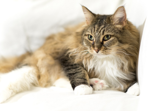 Długowłosy kot leży na kanapie. Ma lekko widoczne trzecie powieki, co może być przyczyną stresu.