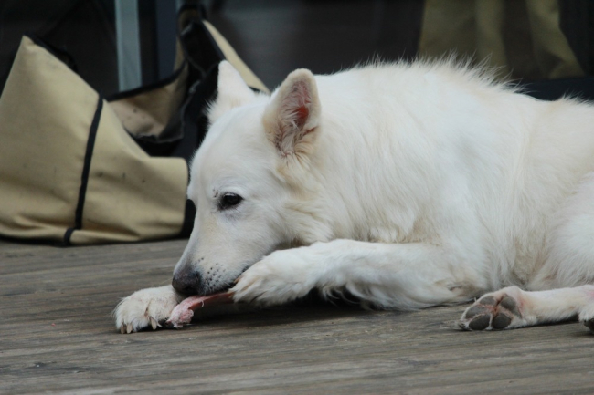 Pies jest przystosowany do spożywania surowego mięsa. Biały owczarek szwajcarski z przyjemnością wgryza się w kawałek mięsa.