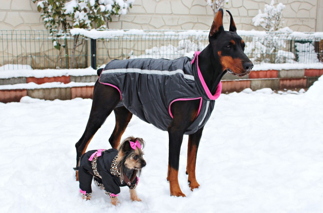Одежда для собак: виды, как приучить носить и измерять собаку