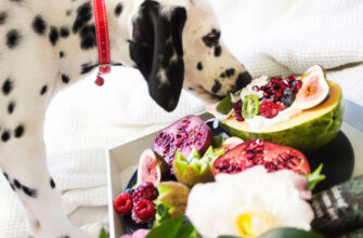 Овощи для собаки – самые здоровые и те, которые нельзя давать