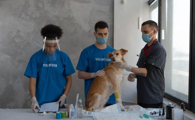 Все о анализе крови собаки – подготовка собаки к забору крови и интерпретация результатов