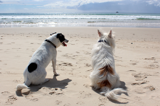 Podczas pobytu z psem na plaży należy zachować szczególną ostrożność, zawsze mieć ze sobą smycz i kaganiec fizjologiczny. Należy mieć na uwadze innych wczasowiczów i nie pozwalać psu na zabawę czy kopanie w ich pobliżu.