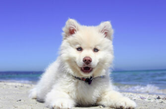Поездка на море с собакой: Как правильно к ней подготовиться?