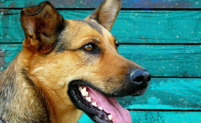 Гингивит у собаки – причины, симптомы, профилактика и лечение