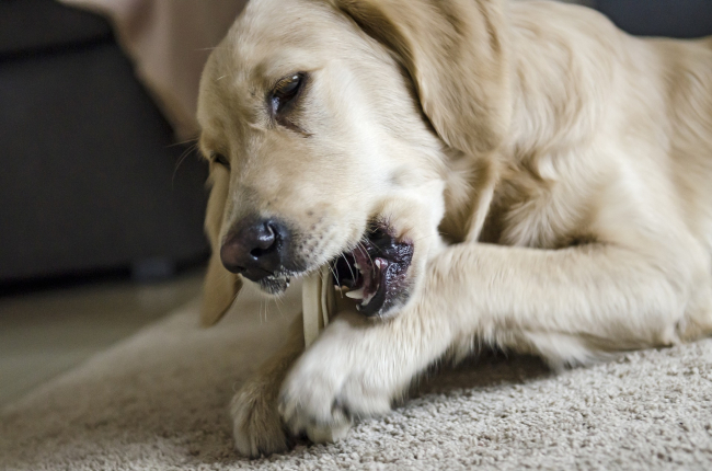 Zapobieganie powstawania kamienia nazębnego u psów polega na regularnym ich czyszczeniu, dbaniu o prawidłową dietę. Przydatne są naturalne gryzaki dla psów.