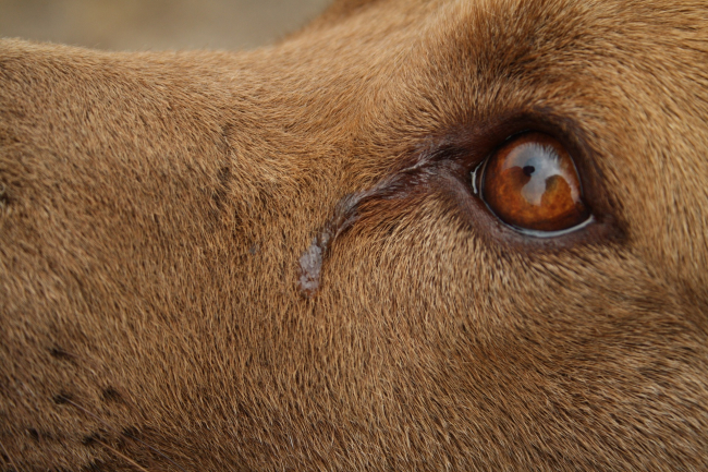 Zapalenie spojówek u psa objawia się nadmiernym łzawieniem. Do przemywania oczu psa można stosować sól fizjologiczną, nie można używać rumianku.