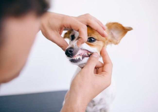 Badanie u weterynarza jamy ustnej psa.