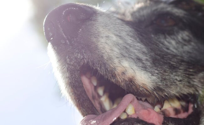 Хейлит у собаки – как справиться с опухшей губой у щенка?