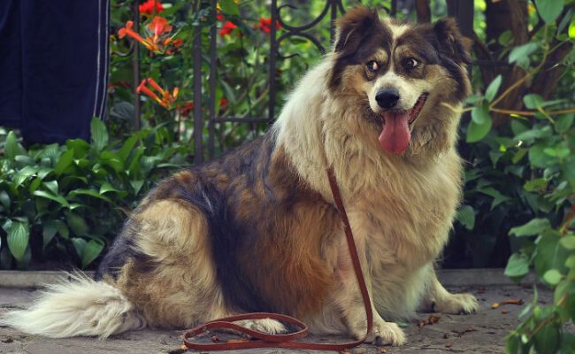Синдром Кушинга у собаки (гиперактивность коры надпочечников у собаки) - лечение и прогноз