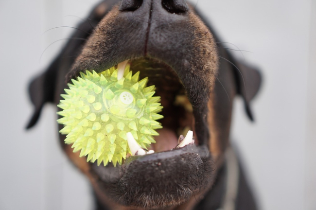 Pies z czystymi zębami trzyma kulę gryzaka.
