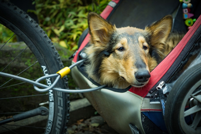Pies w wózku doczepionym do roweru. Wychyla głowę obserwując widoki, zabezpieczony smyczą i odpowiednią liną