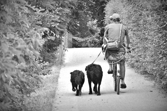 Pan jadący na rowerze trzyma smycze dwóch psów biegnących obok niego