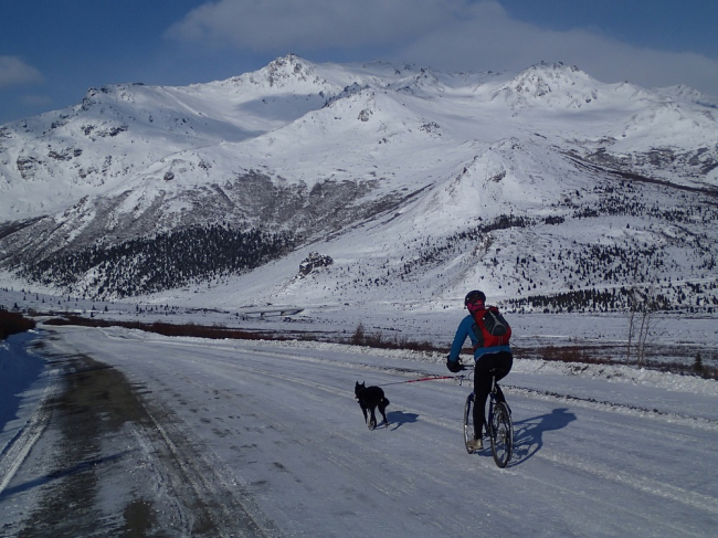 Pies biegnie przyczepiony do roweru, na którym jedzie mężczyzna. Wycieczka jest pośród ośnieżonych gór. Wycieczki rowerowe z psem mogą odbywać się nawet w zimę, jeżeli pies jest na to dobrze przygotowany.