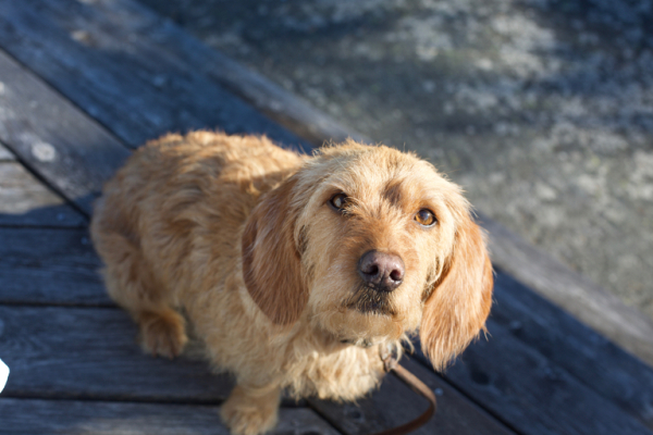 Собака Бассет - виды и характеристики породы