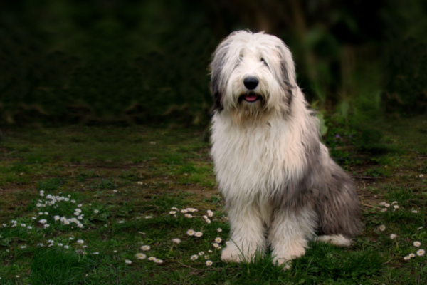 Древнеанглийская овчарка (Бобтейл): описание, характер собаки, уход, размер породы