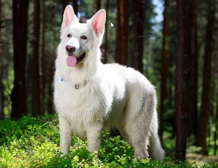 Познакомьтесь с самыми популярными породами собак с белой шерстью!