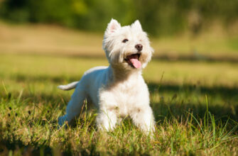 Познакомьтесь с самыми популярными породами собак с белой шерстью!