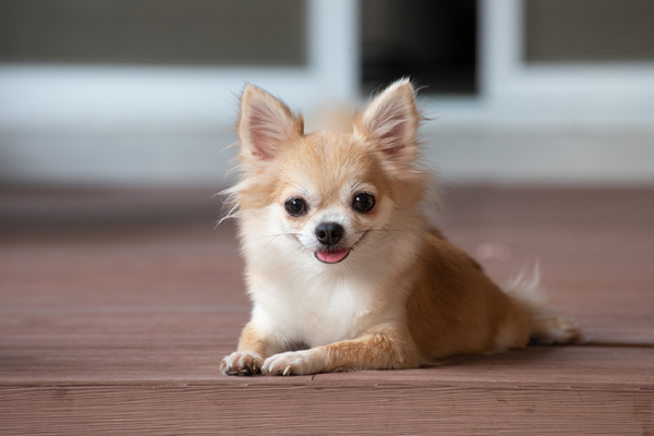 Самые маленькие породы собак – проверьте, знаете ли вы их