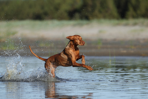 Самая быстрая собака в мире: Проверьте рейтинг