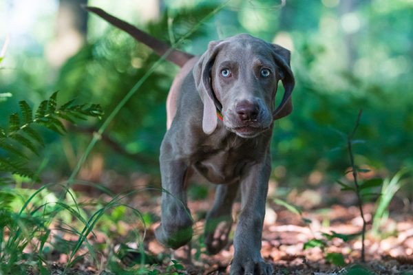 Собака с голубыми глазами - проверьте породы собак
