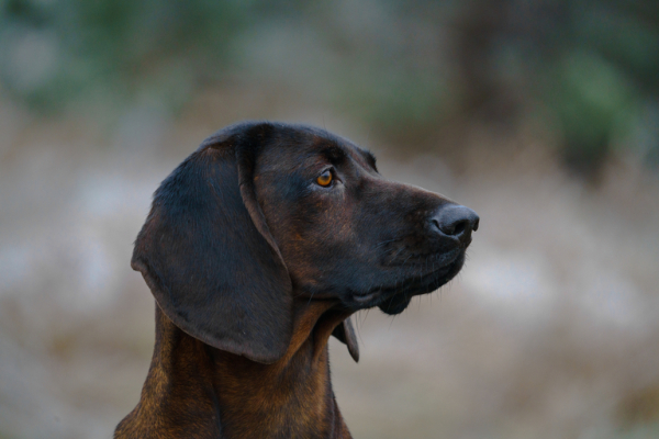 Баварский пес - собака не только для охотников