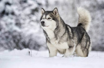 Зимние собаки - породы, приспособленные к холодным температурам