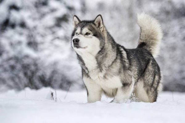 Зимние собаки - породы, приспособленные к холодным температурам