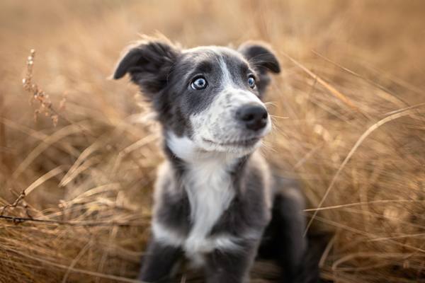 Собака с голубыми глазами - проверьте породы собак