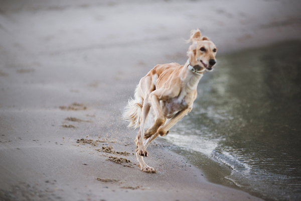 Самая быстрая собака в мире: Проверьте рейтинг