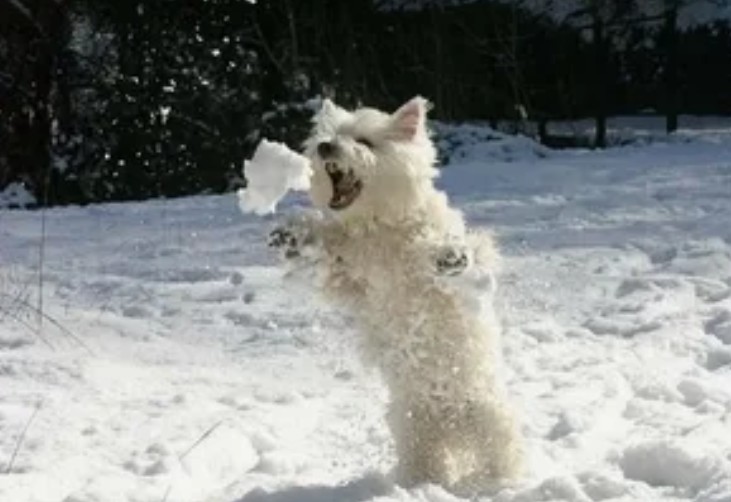 Почему собаки едят СНЕГ - Может ли снег быть опасен?