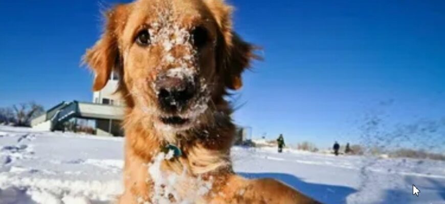 Почему собаки едят СНЕГ - Может ли снег быть опасен?