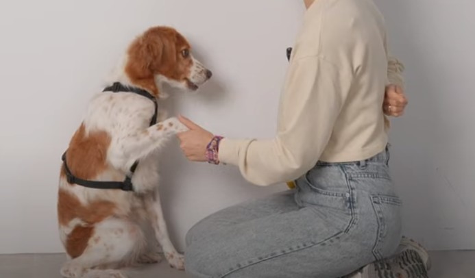Как быстро обучить собаку команде ДАЙ ЛАПУ: Два способа