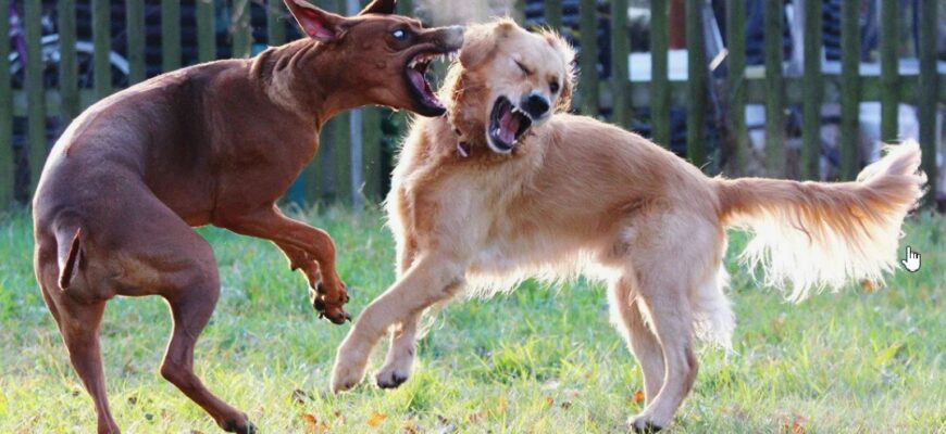 Собачья драка: Как разнять дерущихся собак?